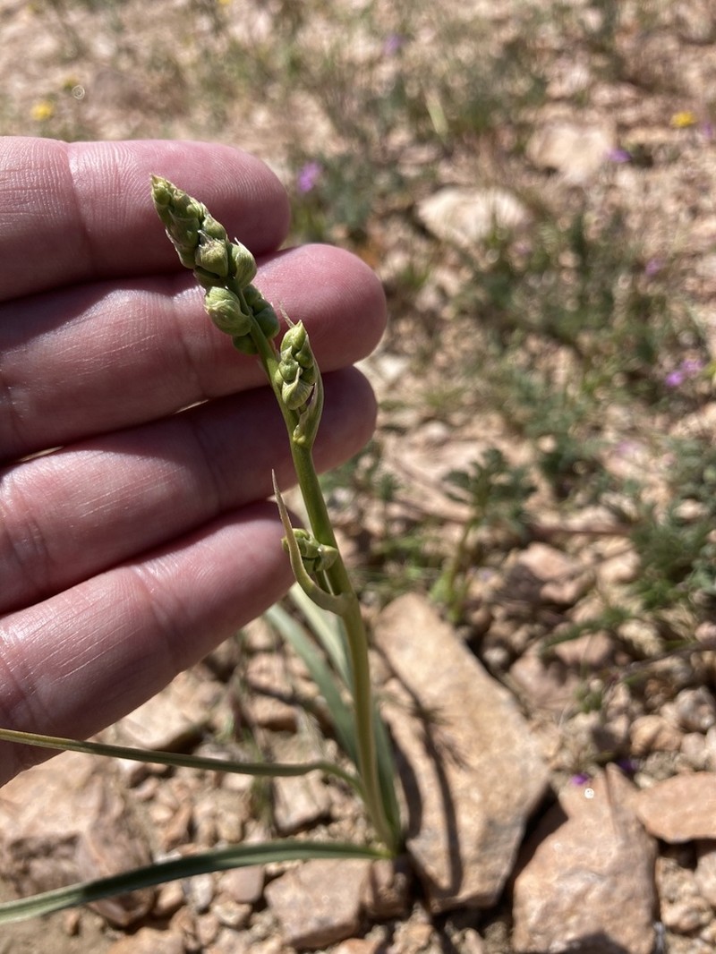 Desert Deathcamas photo 4