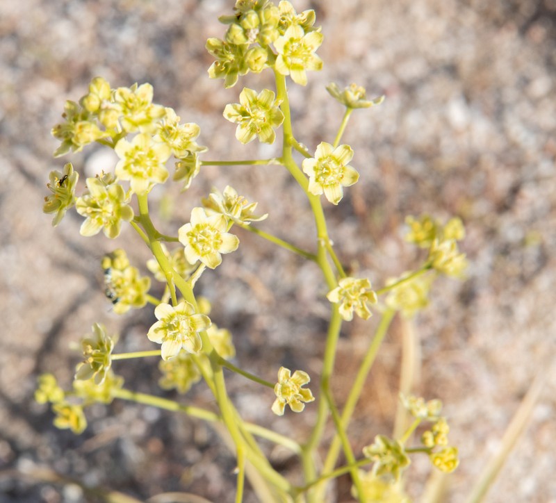 Desert Deathcamas photo 5