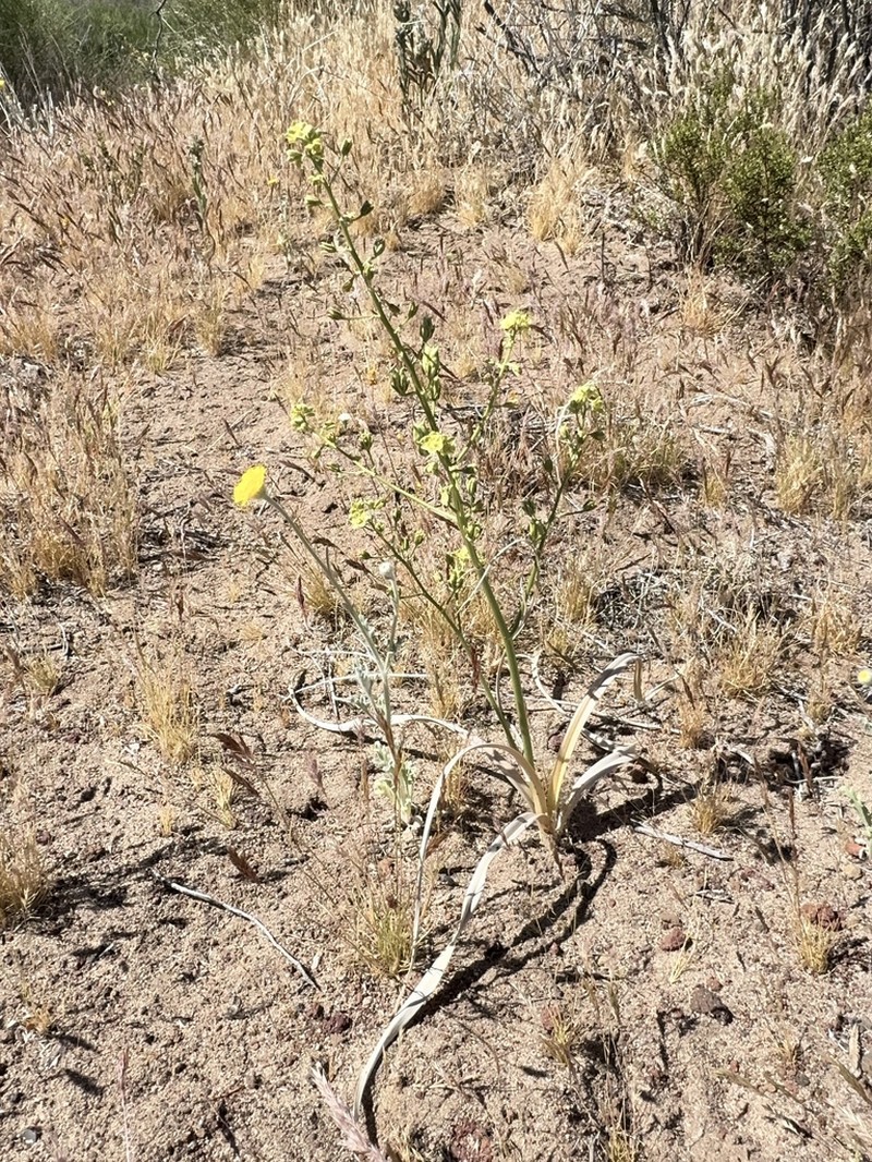 Desert Deathcamas photo 6
