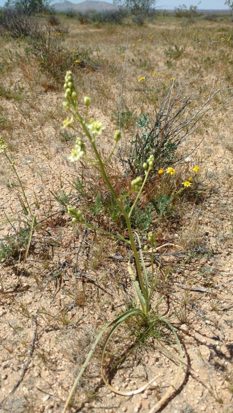 Desert Deathcamas photo 7
