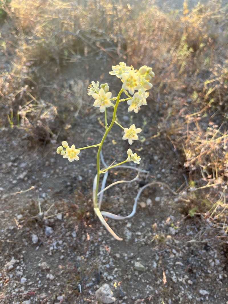 Desert Deathcamas photo 8