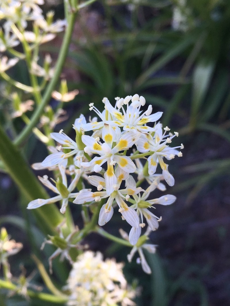 Giant Deathcamas