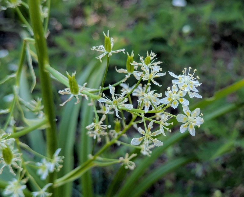 Giant Deathcamas photo 2