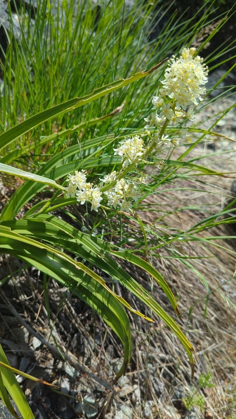 Giant Deathcamas photo 3