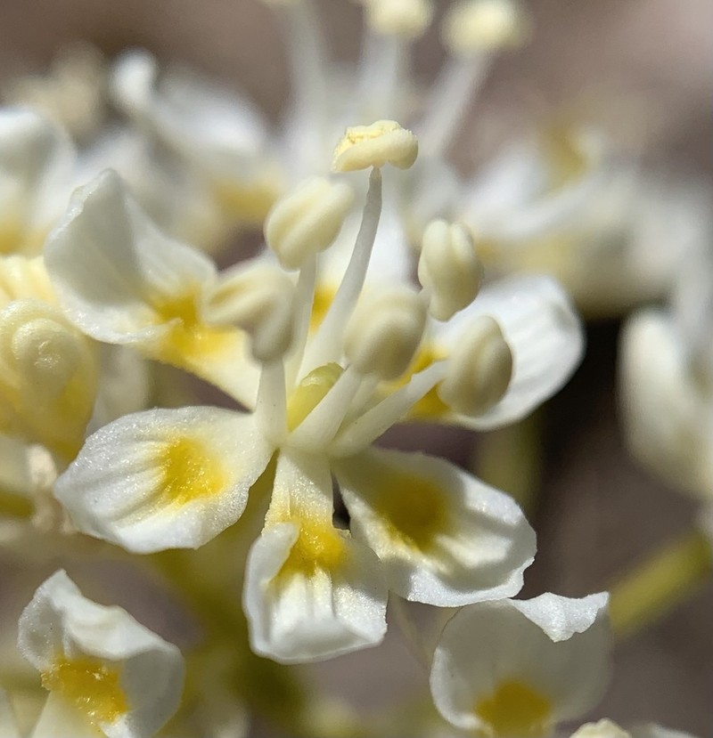 Giant Deathcamas photo 4