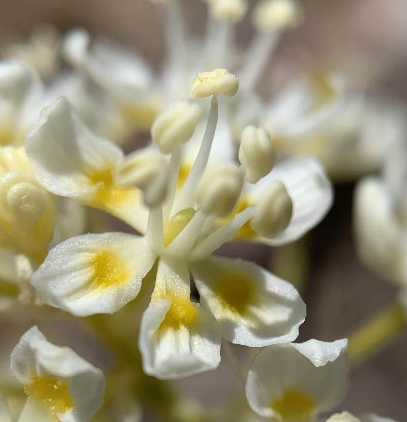 Giant Deathcamas photo 7