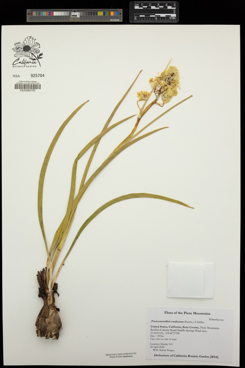 Giant Deathcamas photo 8