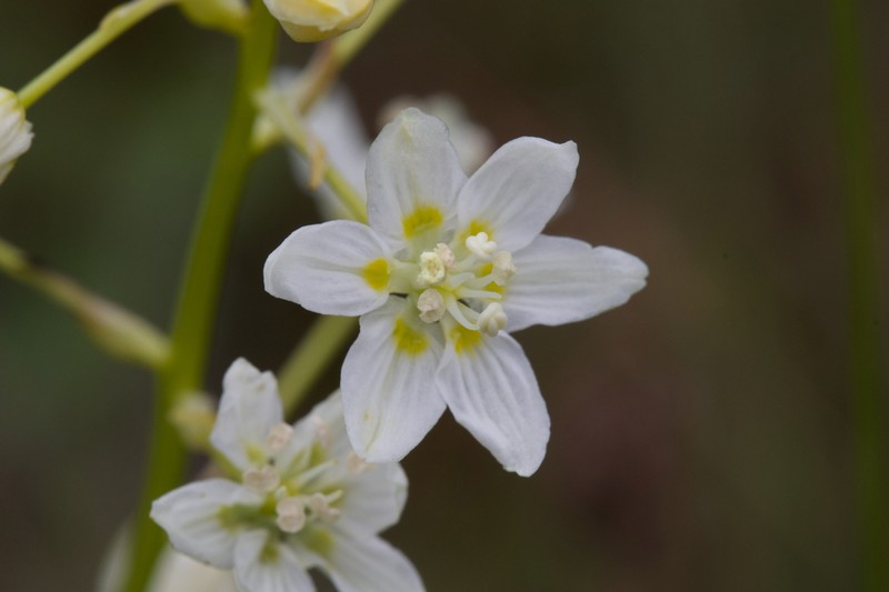 Toxicoscordion fontanum photo 2