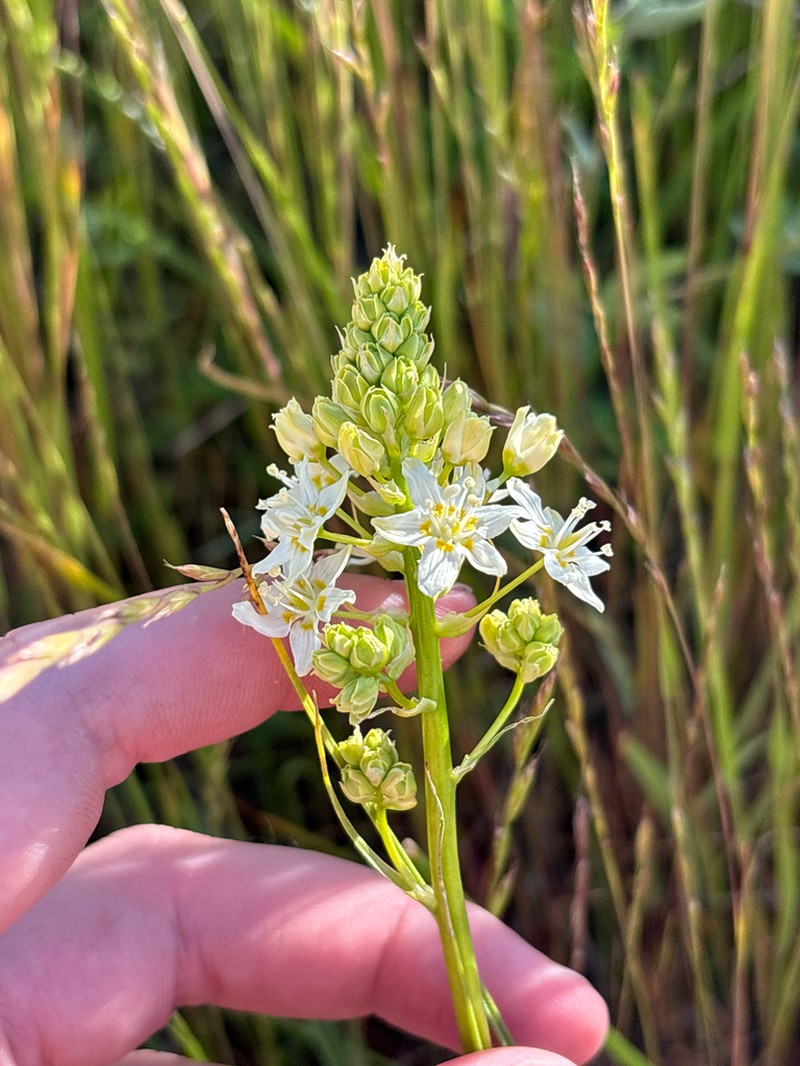 Toxicoscordion fontanum photo 3