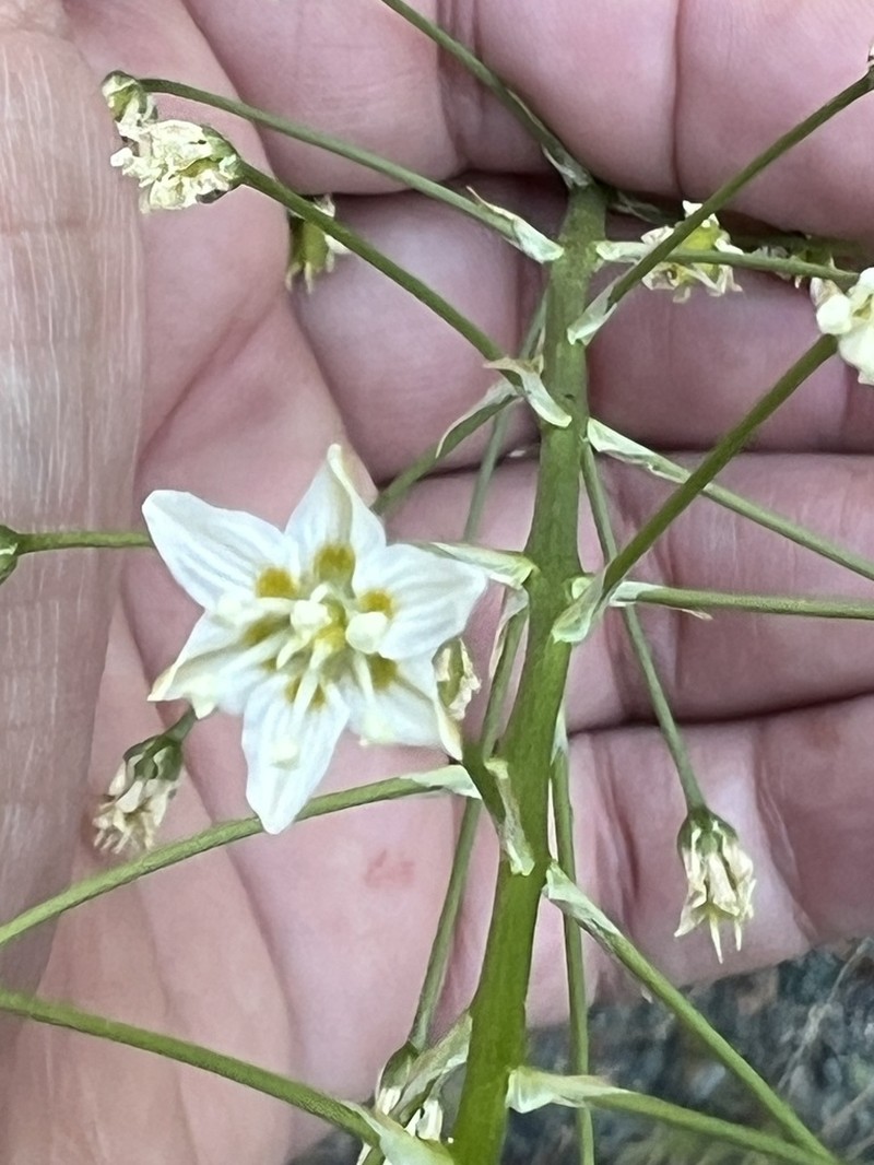 Toxicoscordion fontanum photo 4