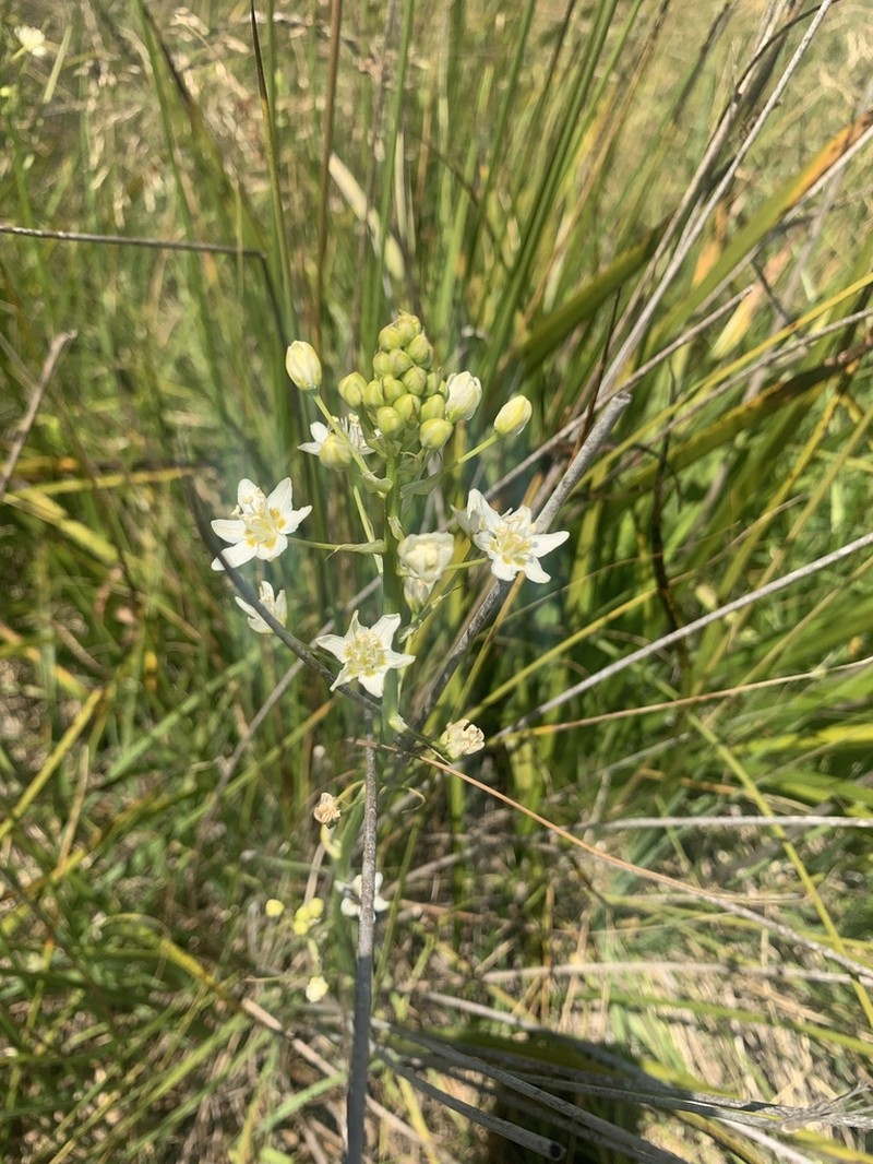 Toxicoscordion fontanum photo 5
