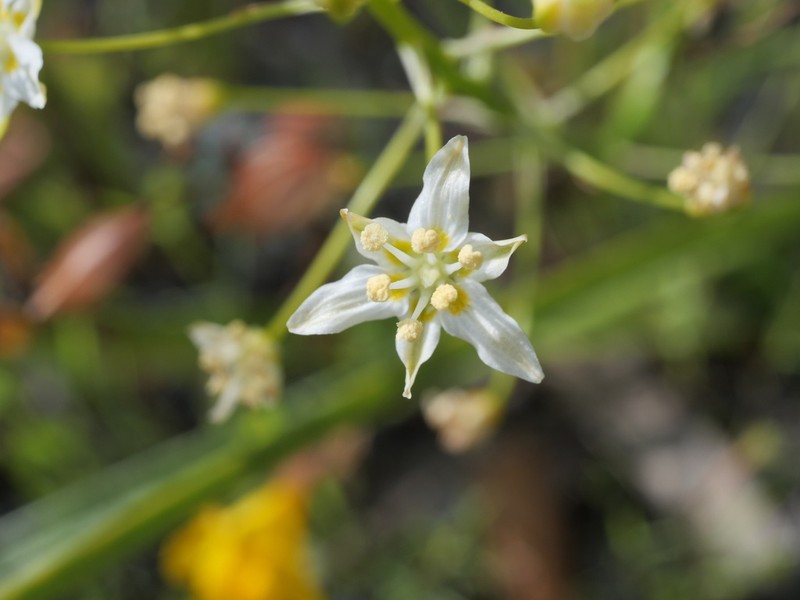 Toxicoscordion fontanum photo 6
