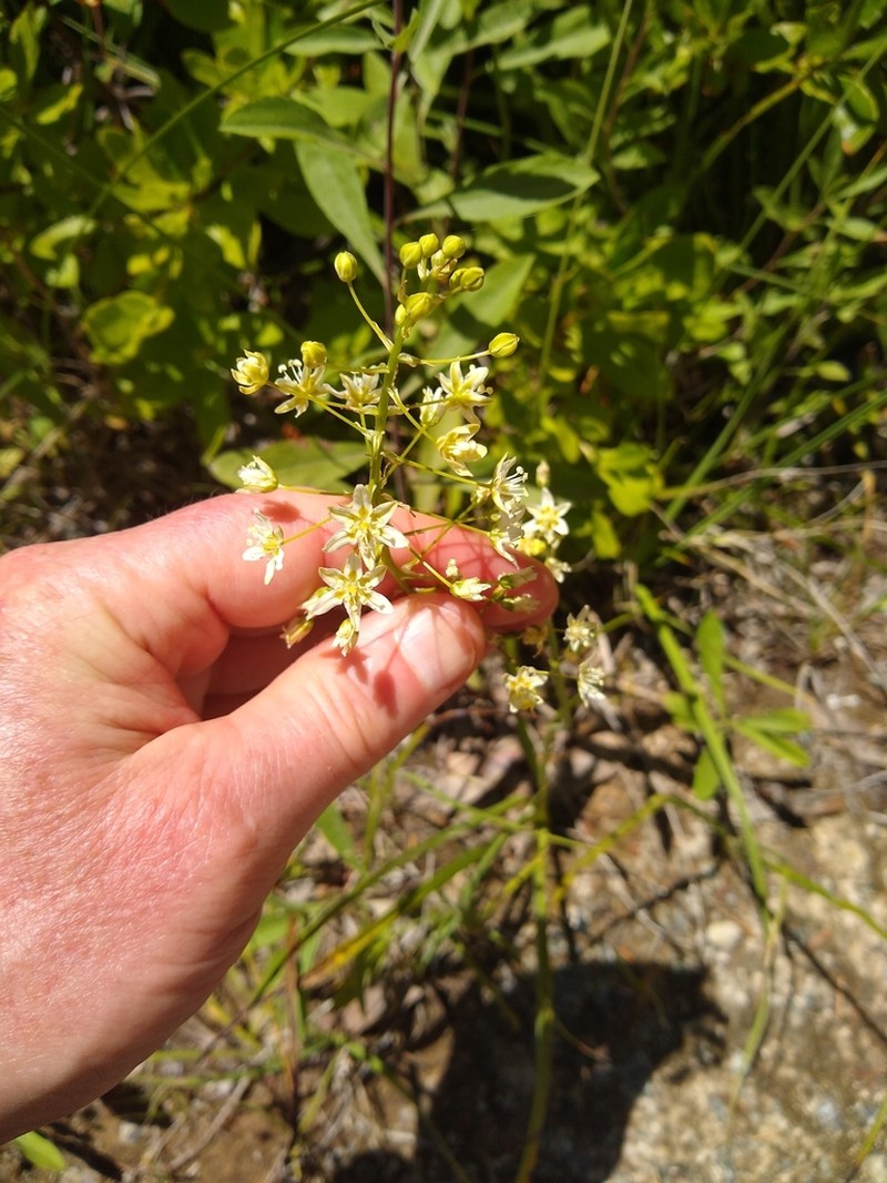 Toxicoscordion fontanum photo 7
