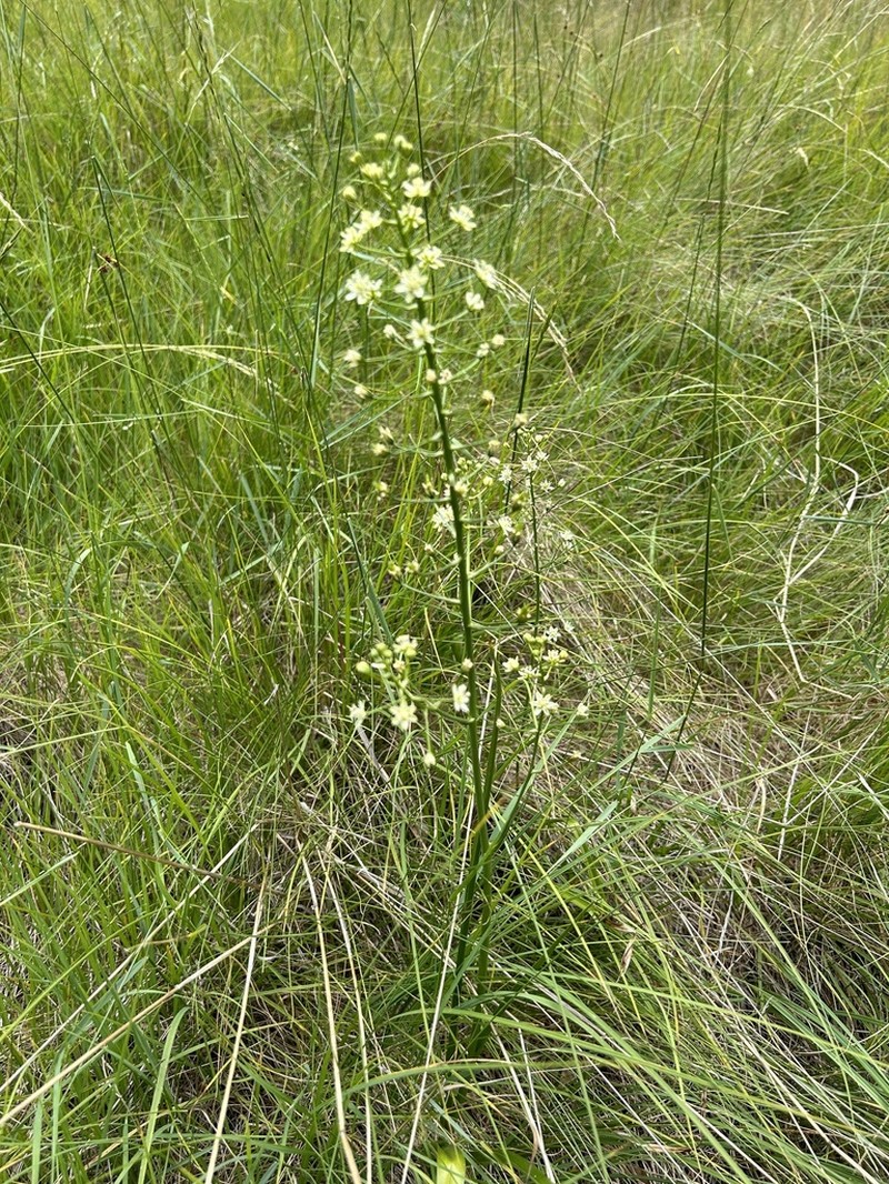 Toxicoscordion fontanum photo 8