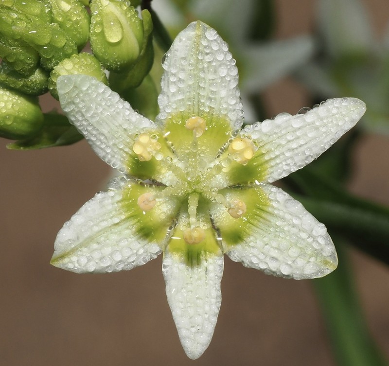 Fremont's Deathcamas photo 4