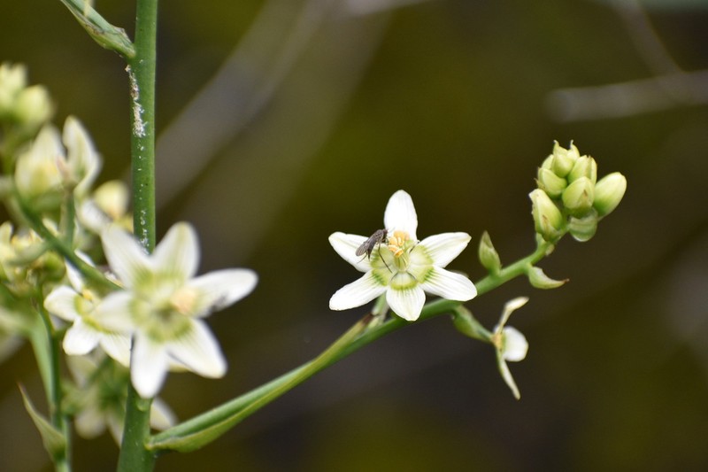 Fremont's Deathcamas photo 5