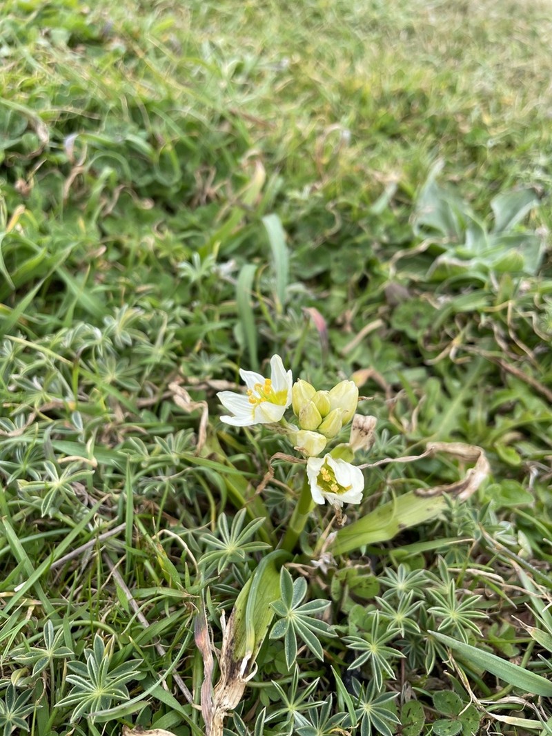 Fremont's Deathcamas photo 6