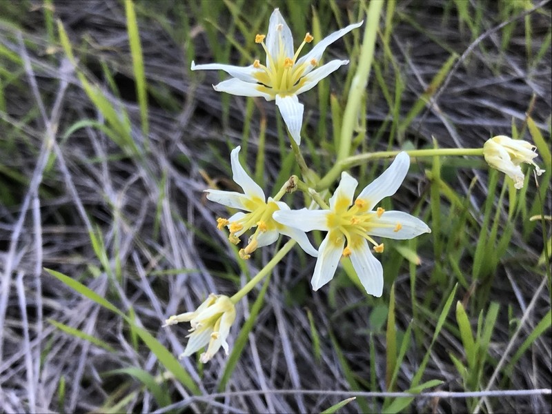 Fremont's Deathcamas photo 7