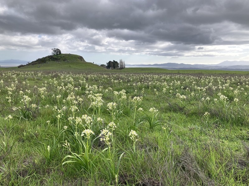 Fremont's Deathcamas photo 8