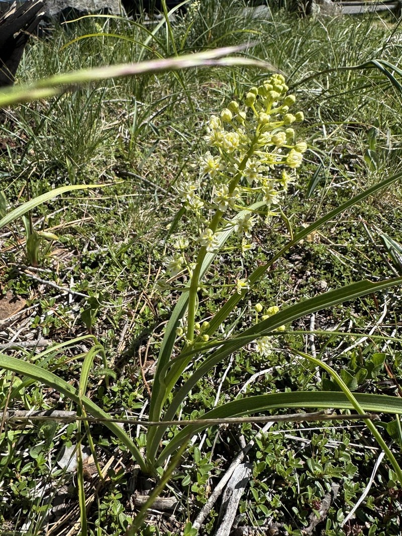 Smallflower Deathcamas