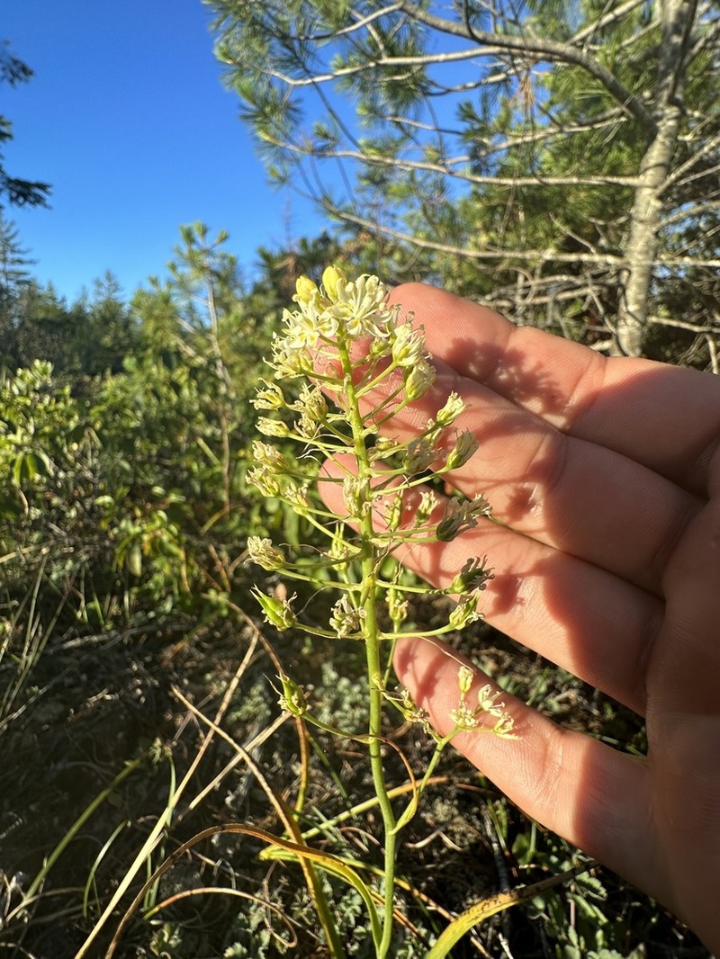 Smallflower Deathcamas photo 2
