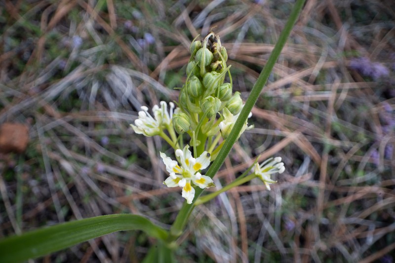 Smallflower Deathcamas photo 3