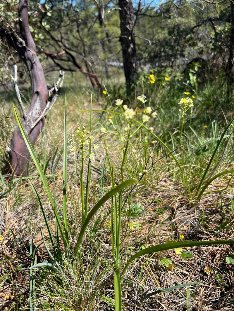 Smallflower Deathcamas photo 4