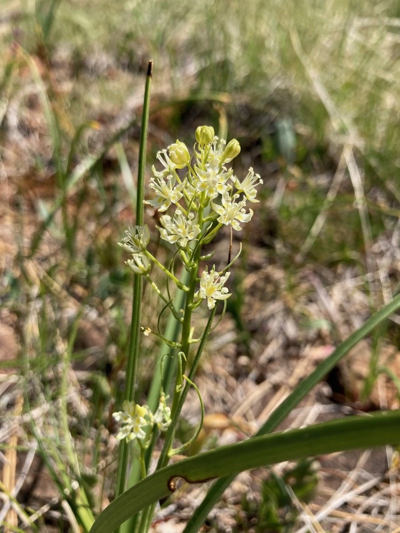 Smallflower Deathcamas photo 5
