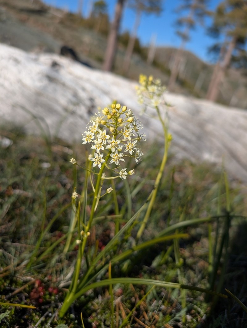 Smallflower Deathcamas photo 6