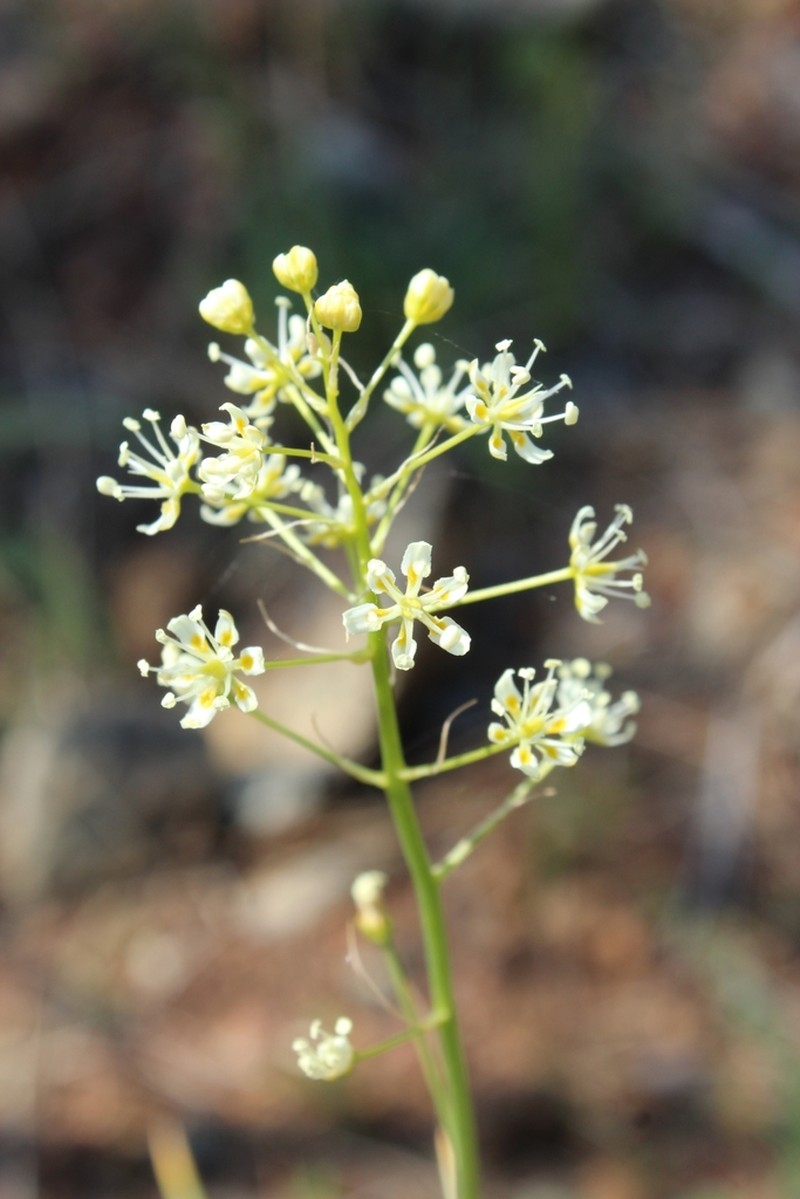 Smallflower Deathcamas photo 8