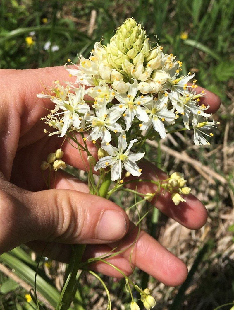 Nuttall's Deathcamas photo 3