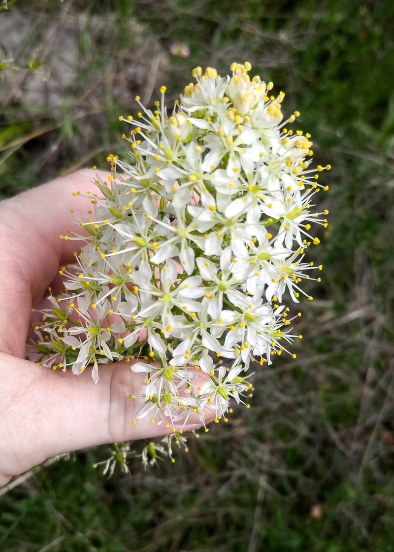 Nuttall's Deathcamas photo 4