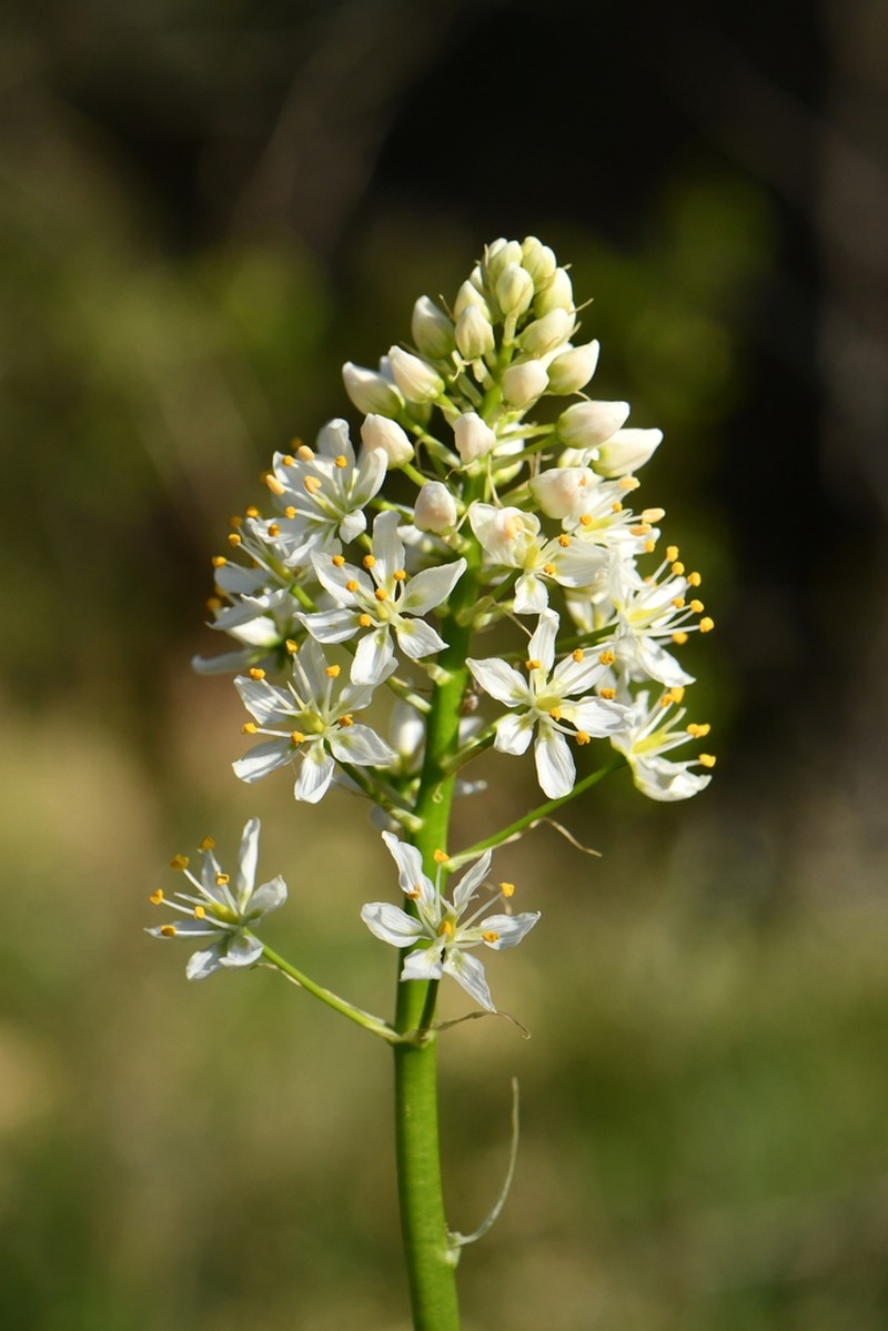 Nuttall's Deathcamas photo 5