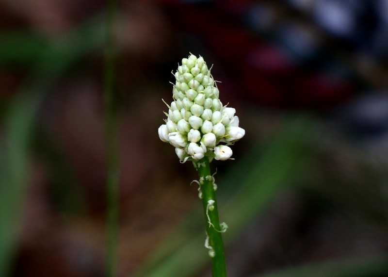 Nuttall's Deathcamas photo 7