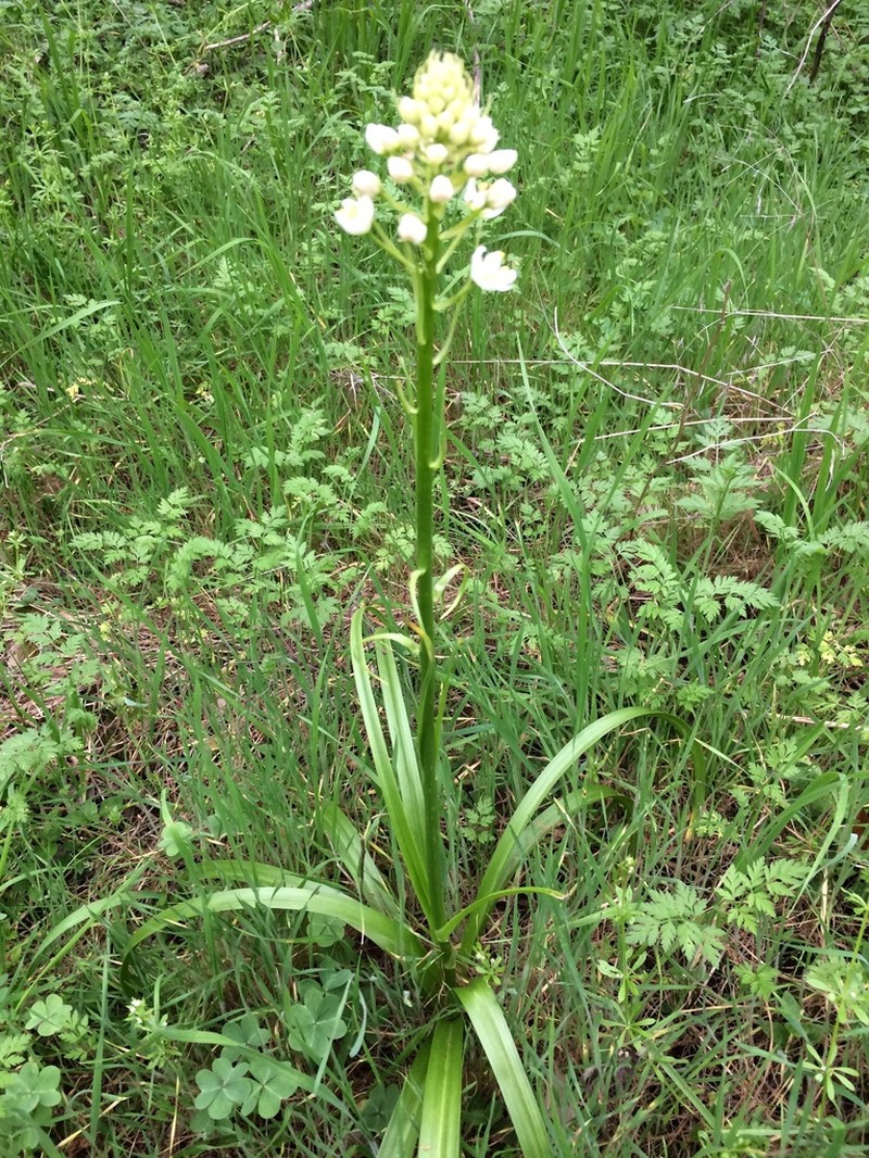 Nuttall's Deathcamas photo 8