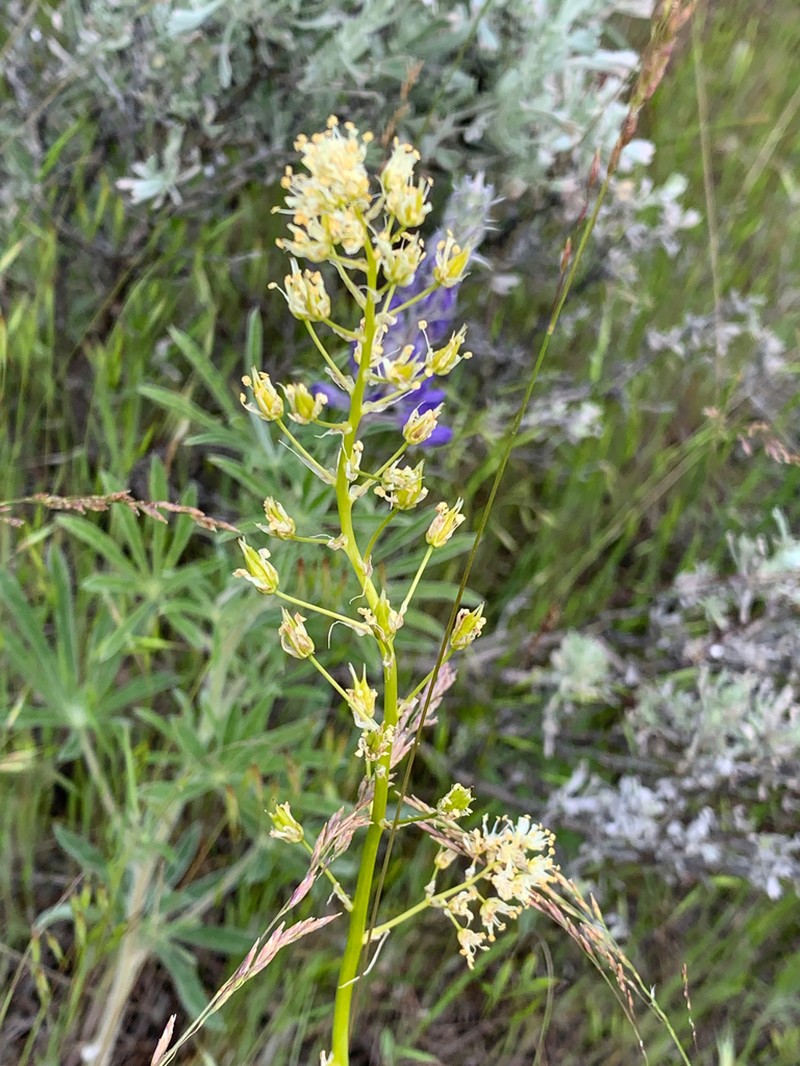 Foothill Deathcamas photo 5