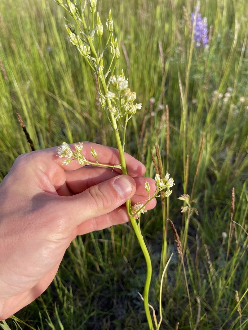Foothill Deathcamas photo 6