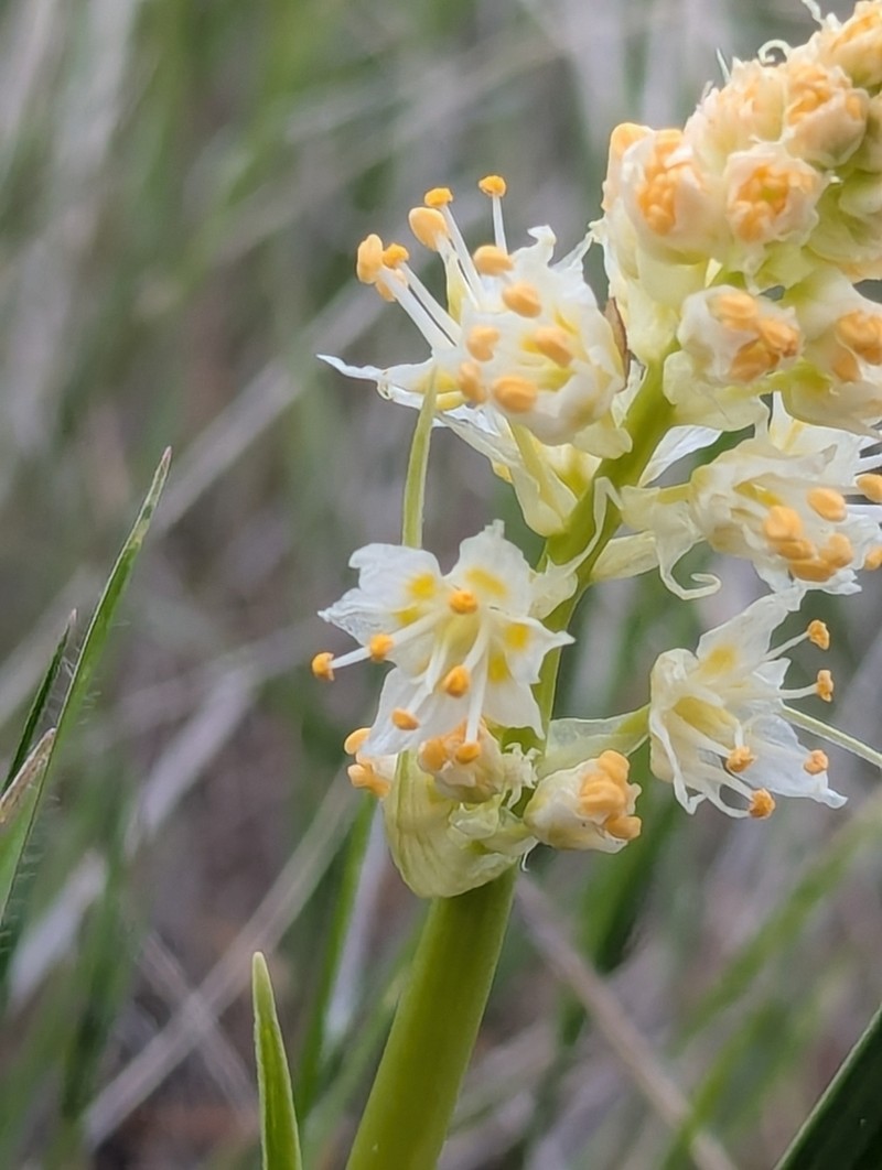 Foothill Deathcamas photo 7
