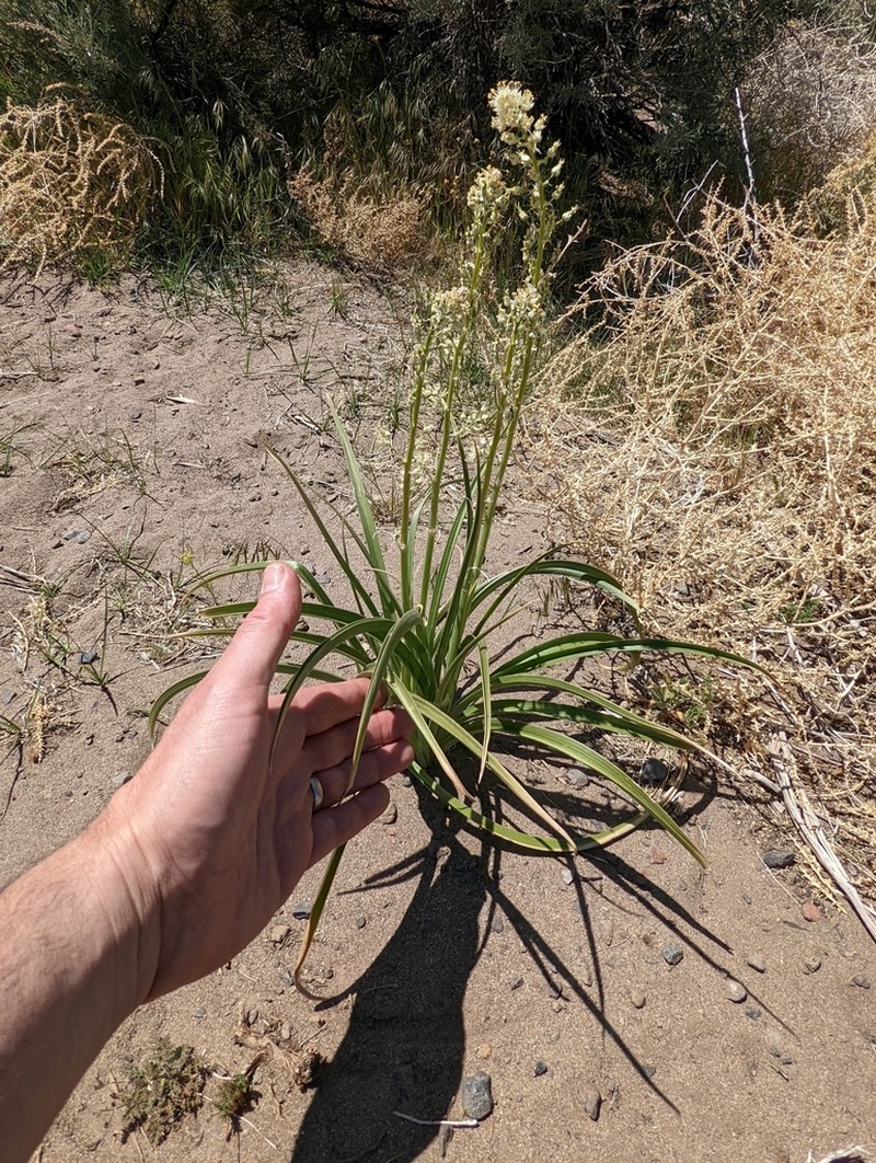 Foothill Deathcamas photo 8