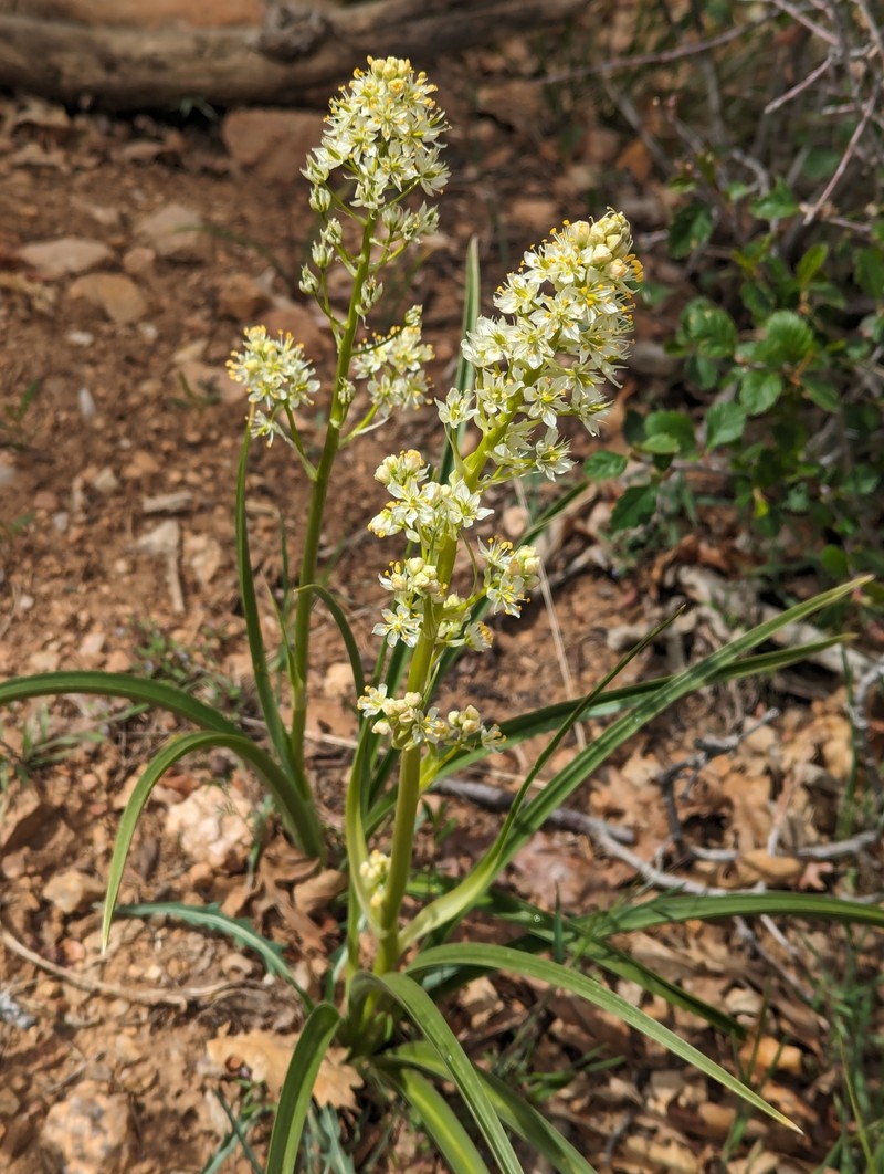 Foothill Deathcamas