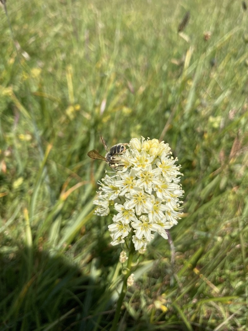 Meadow Deathcamas photo 4