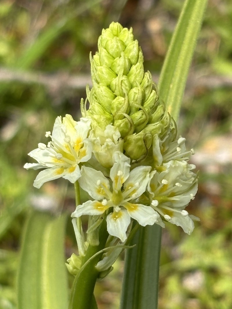 Meadow Deathcamas photo 5