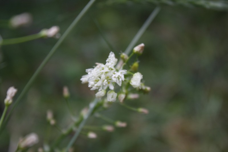 Meadow Deathcamas photo 6