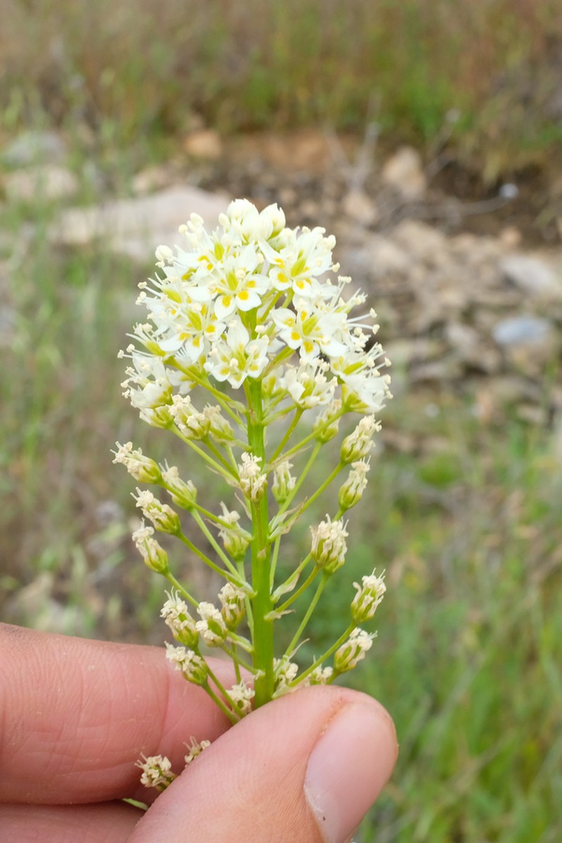Meadow Deathcamas photo 7