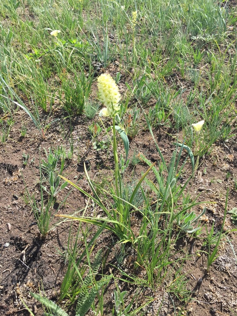 Meadow Deathcamas photo 8