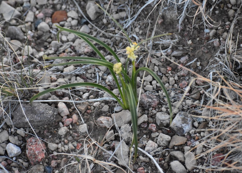 Toxicoscordion venenosum var. gramineum