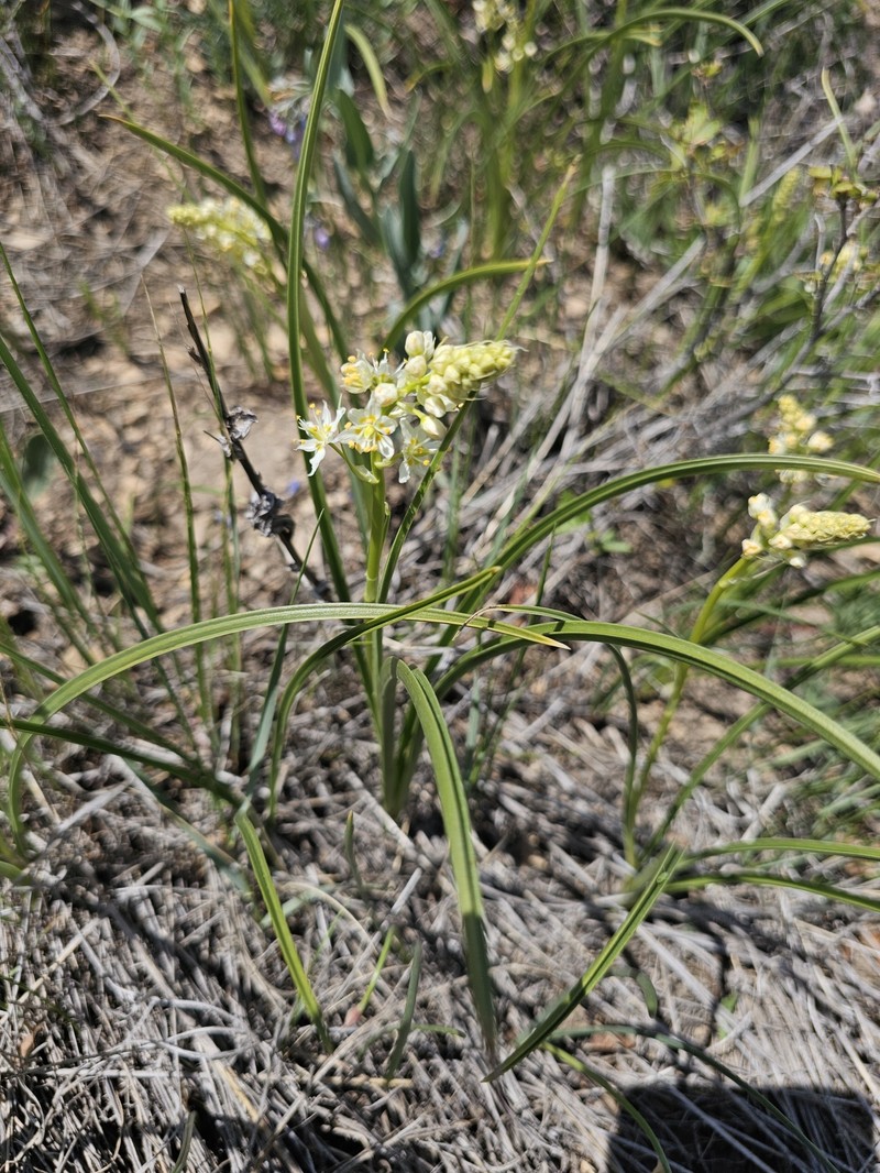 Toxicoscordion venenosum var. gramineum photo 2