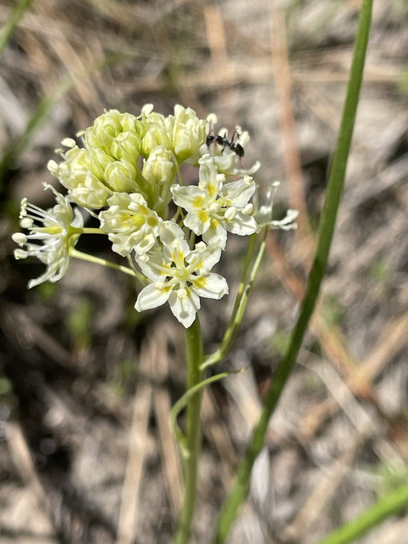 Toxicoscordion venenosum var. gramineum photo 3