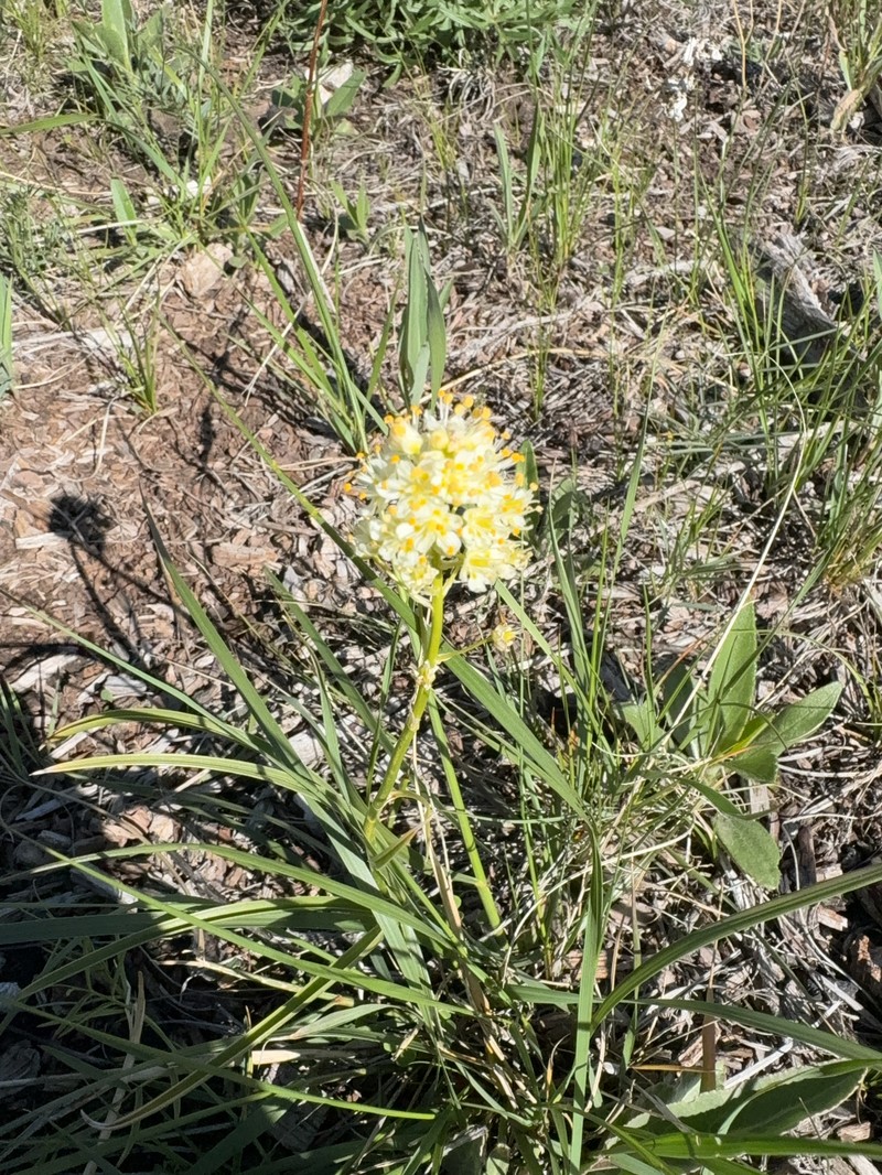 Toxicoscordion venenosum var. gramineum photo 4