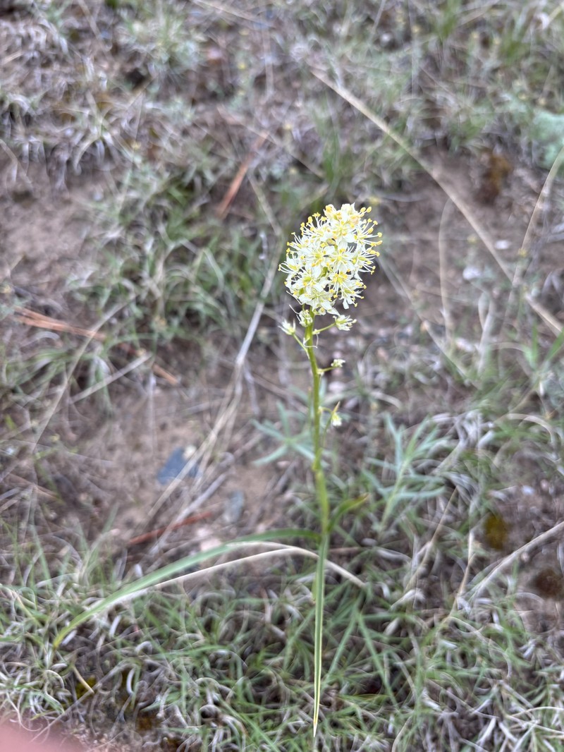 Toxicoscordion venenosum var. gramineum photo 5
